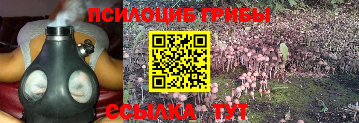 Нерюнгри  Псилоцибиновые грибы Cubensis  как найти закладки  Вход с VPN 